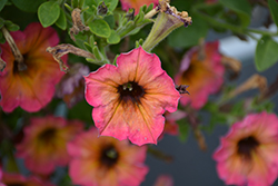 Cascadias Arizona Sky Petunia (Petunia 'Cascadias Arizona Sky') at Lakeshore Garden Centres