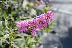 Summer Bird Pink Butterfly Bush (Buddleia davidii 'Summer Bird Pink') at Lakeshore Garden Centres