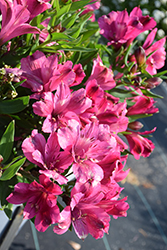 Inticancha Machu Alstroemeria (Alstroemeria 'Inticancha Machu') at Lakeshore Garden Centres