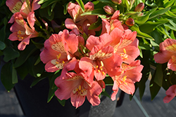 Valley Girl Alstroemeria (Alstroemeria 'Valley Girl') at Lakeshore Garden Centres