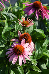 Mooodz Courage Coneflower (Echinacea 'Hilmoocour') at Stonegate Gardens