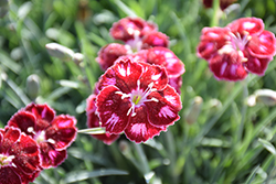 Mountain Frost Ruby Glitter Pinks (Dianthus 'KonD1400K6') at Lakeshore Garden Centres