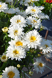 Sweet Daisy Rebecca Shasta Daisy (Leucanthemum x superbum 'Rebecca') at A Very Successful Garden Center