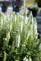 Apex White Meadow Sage (Salvia nemorosa 'Apex White') at Lakeshore Garden Centres