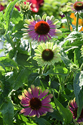 Prairie Blaze Vintage Lime Coneflower (Echinacea purpurea 'Prairie Blaze Vintage Lime') at Lakeshore Garden Centres