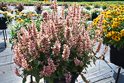 Pink Pearl Hyssop (Agastache 'Pink Pearl') at Lakeshore Garden Centres