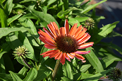 SunMagic Vintage Orange Coneflower (Echinacea 'SunMagic Vintage Orange') at Lakeshore Garden Centres