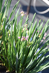 Pincushion Ornamental Onion (Allium 'Pincushion') at Lakeshore Garden Centres