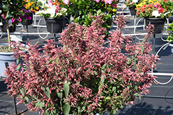 Guava Lava Anise Hyssop (Agastache 'Guava Lava') at Lakeshore Garden Centres