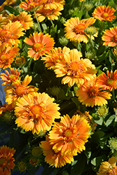 SpinTop Mango Blanket Flower (Gaillardia aristata 'SpinTop Mango') at Lakeshore Garden Centres