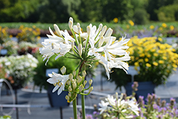Whitney Agapanthus (Agapanthus 'Whitney') at Lakeshore Garden Centres