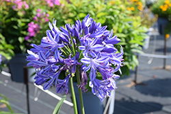 Ever Star Agapanthus (Agapanthus 'AMDB002') at Lakeshore Garden Centres