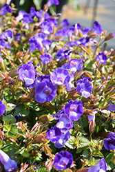 Summer Wave Bouquet Deep Blue Torenia (Torenia 'Summer Wave Bouquet Deep Blue') at Stonegate Gardens
