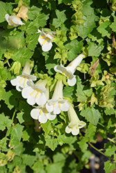 Lofos Compact White Creeping Gloxinia (Lophospermum 'Lofos Compact White') at A Very Successful Garden Center