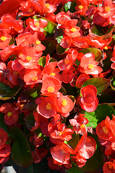 Super Cool Red Begonia (Begonia 'Super Cool Red') at Stonegate Gardens