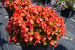 Super Cool Red Begonia (Begonia 'Super Cool Red') at Stonegate Gardens