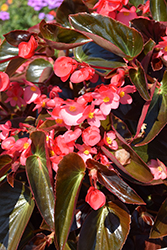 Dragon Wing Pink Bronze Leaf Begonia (Begonia 'PAS1484338') at Lakeshore Garden Centres