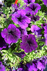 Potunia Plus Cobalt Blue Petunia (Petunia 'Potunia Plus Cobalt Blue') at Lakeshore Garden Centres