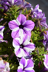 Potunia Plus Starfish Petunia (Petunia 'Potunia Plus Starfish') at Lakeshore Garden Centres