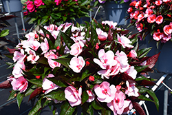 Petticoat Cherry Blossom New Guinea Impatiens (Impatiens 'Petticoat Cherry Blossom') at Stonegate Gardens