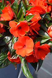 Petticoat Fire New Guinea Impatiens (Impatiens 'Petticoat Fire') at Lakeshore Garden Centres