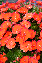 SunStanding Flame Orange Impatiens (Impatiens 'SunStanding Flame Orange') at Lakeshore Garden Centres