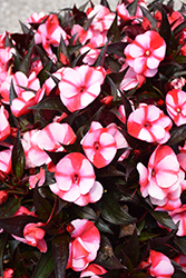 Petticoat Red Star New Guinea Impatiens (Impatiens 'Petticoat Red Star') at Lakeshore Garden Centres