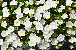Aloha Double White Calibrachoa (Calibrachoa 'Aloha Double White') at Lakeshore Garden Centres