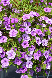 Aloha Double Lavender Calibrachoa (Calibrachoa 'Aloha Double Lavender') at Lakeshore Garden Centres