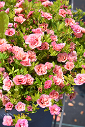 Aloha Double Apricot Calibrachoa (Calibrachoa 'Aloha Double Apricot') at Lakeshore Garden Centres