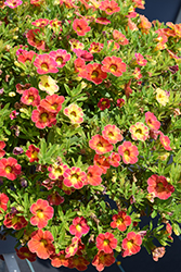 Rainbow Tiger Tail Calibrachoa (Calibrachoa 'Rainbow Tiger Tail') at Lakeshore Garden Centres