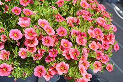 Tik Tok Apricot Calibrachoa (Calibrachoa 'Tik Tok Apricot') at Lakeshore Garden Centres