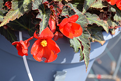 I'Conia Upright Red Begonia (Begonia 'I'Conia Upright Red') at Lakeshore Garden Centres