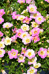 MiniFamous Uno Pink Radiance Calibrachoa (Calibrachoa 'KLECA22845') at Lakeshore Garden Centres