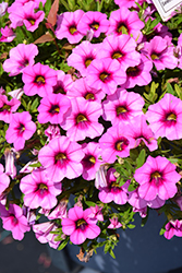 MiniFamous Uno Rose + Eye Calibrachoa (Calibrachoa 'KLECA22913') at Lakeshore Garden Centres