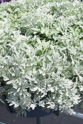 FanciFillers Sea Salt Artemesia (Artemisia 'Wesartfafisesa') at Stonegate Gardens
