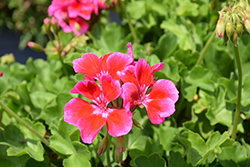 Sunrise Purple+Big Eye Geranium (Pelargonium 'KLEPZ23783') at Lakeshore Garden Centres