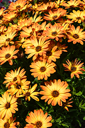 Zion Orange Burst African Daisy (Osteospermum 'KLEOE22724') at Lakeshore Garden Centres