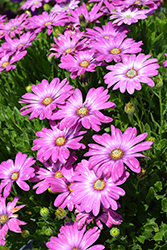 Zion Pink Orbit African Daisy (Osteospermum 'KLEOE22715') at Lakeshore Garden Centres