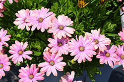 Zion Rose Surprise African Daisy (Osteospermum 'KLEOE22627') at Lakeshore Garden Centres