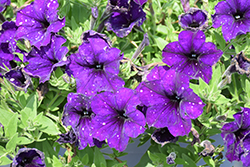 Headliner Violet Sky Petunia (Petunia 'KLEPH23780') at Lakeshore Garden Centres