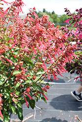 Skyscraper Orange Salvia (Salvia 'HYBSV18020') at Lakeshore Garden Centres