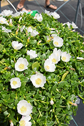 PortoGrande White Portulaca (Portulaca grandiflora 'NUFPO22066') at Lakeshore Garden Centres