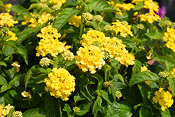 Lucky Yellow Lantana (Lantana camara 'Balucimyel') at Lakeshore Garden Centres