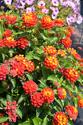Shamrock Red Lantana (Lantana 'Balshamred') at Lakeshore Garden Centres