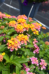 Shamrock Rose Gold Lantana (Lantana 'Balshamrold') at Lakeshore Garden Centres