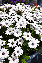 Serenity White African Daisy (Osteospermum 'Serenity White') at Lakeshore Garden Centres