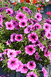 SureShot Pink Vein Petunia (Petunia 'Balsurspinv') at Lakeshore Garden Centres