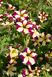 SureShot Raspberry Cheesecake Petunia (Petunia 'Balsursrasc') at Lakeshore Garden Centres