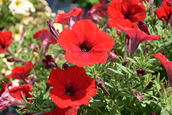 SureShot Red Petunia (Petunia 'Balsursre') at Lakeshore Garden Centres